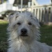 Terri the Terrier
