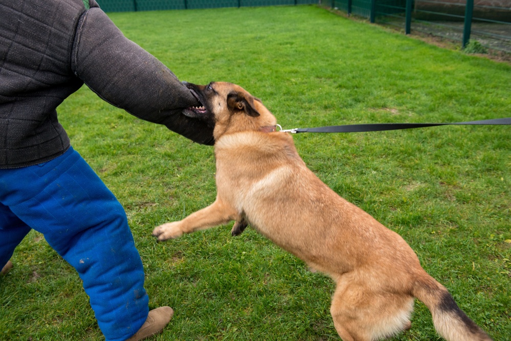 USAG Benelux LEC MWD Familiarization.