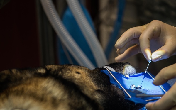 Air Force Dentist, Army Veterinarian Team Up for K-9 Root Canal