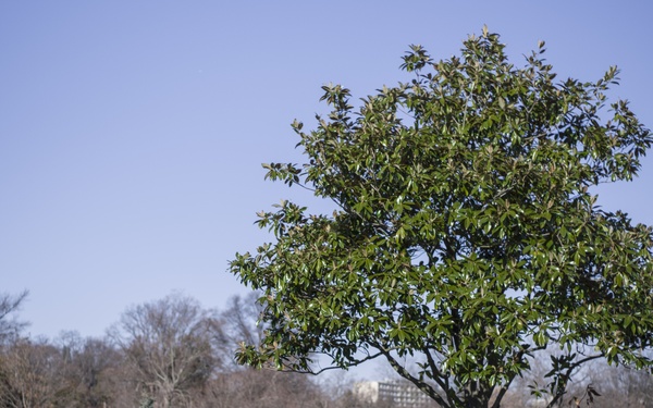 Wreaths Across America