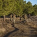 Marines participate in a fire-team competition