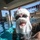 Santa Splash