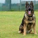 Team Mildenhall suffers loss of third MWD in 2017