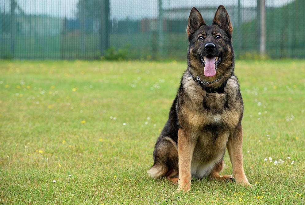 Team Mildenhall suffers loss of third MWD in 2017