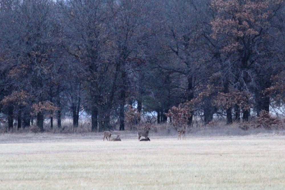 Deer at Fort McCoy