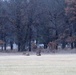 Deer at Fort McCoy