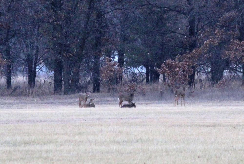 Deer at Fort McCoy