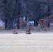 Deer at Fort McCoy