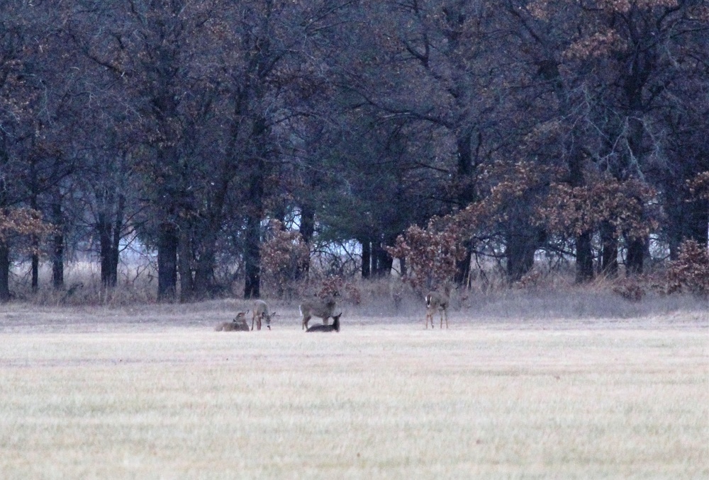 Deer at Fort McCoy