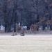 Deer at Fort McCoy