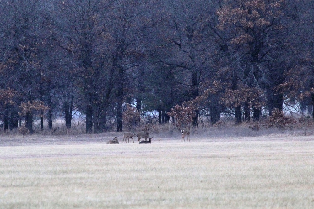 Deer at Fort McCoy