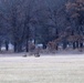 Deer at Fort McCoy