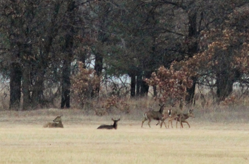 Deer at Fort McCoy