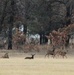 Deer at Fort McCoy