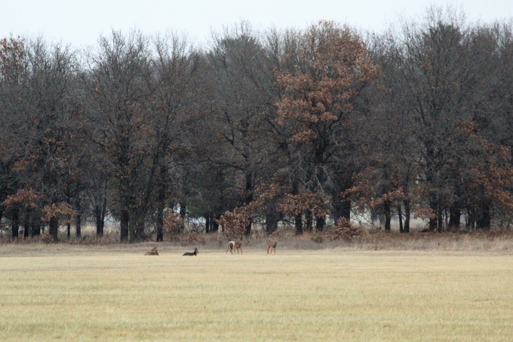 Deer at Fort McCoy