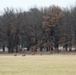 Deer at Fort McCoy