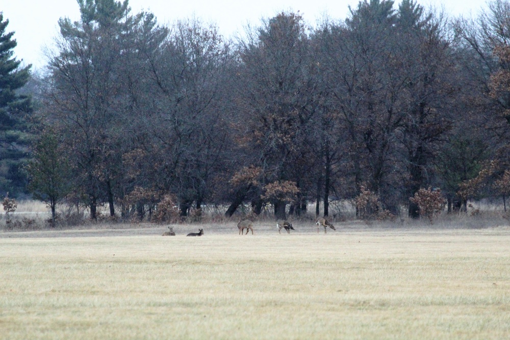 Deer at Fort McCoy