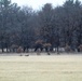 Deer at Fort McCoy