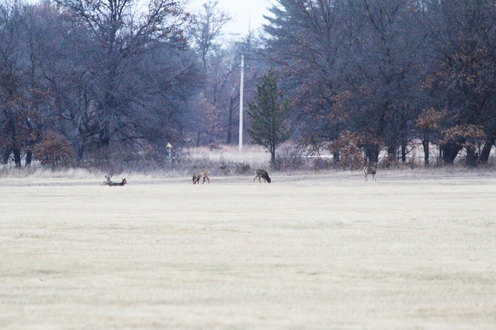 Deer at Fort McCoy