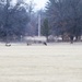 Deer at Fort McCoy