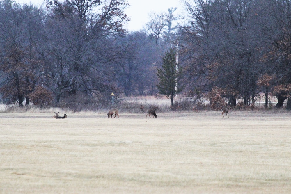 Deer at Fort McCoy