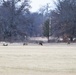 Deer at Fort McCoy