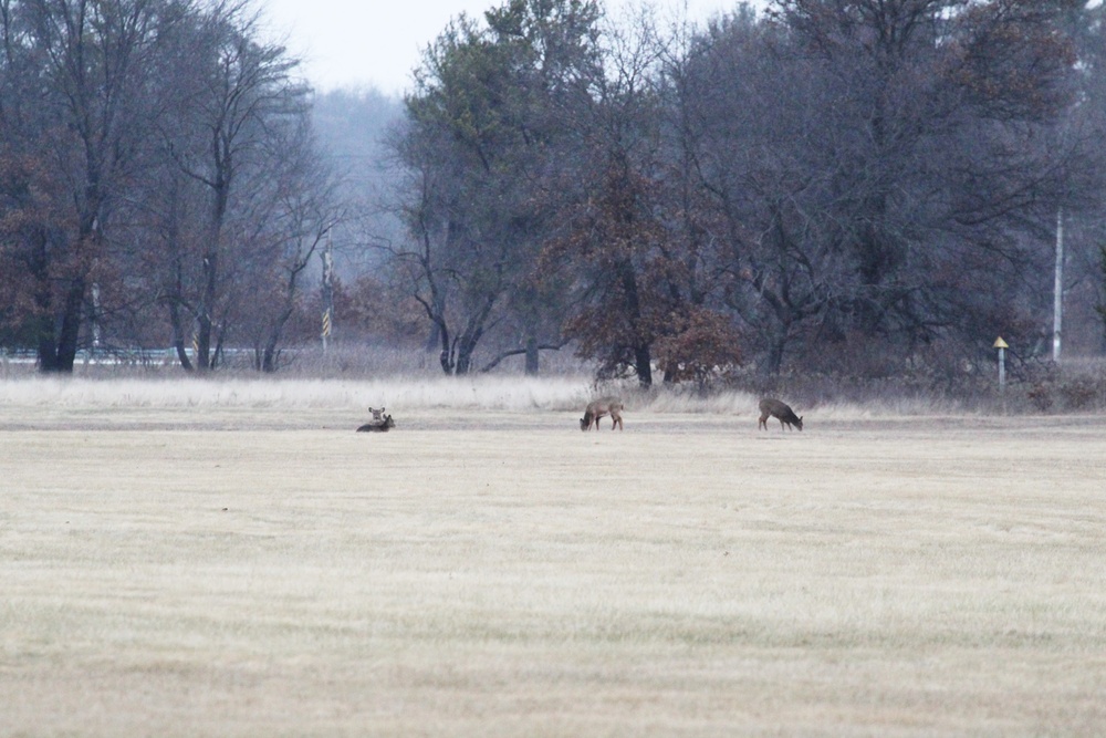 Deer at Fort McCoy