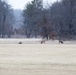 Deer at Fort McCoy