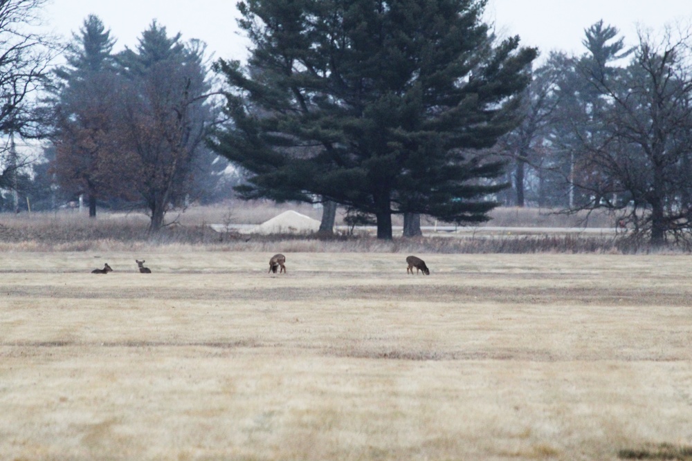 Deer at Fort McCoy