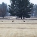 Deer at Fort McCoy