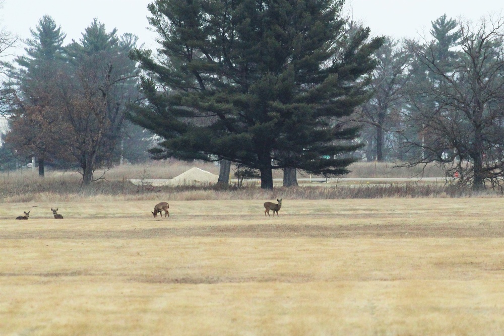 Deer at Fort McCoy