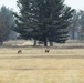 Deer at Fort McCoy