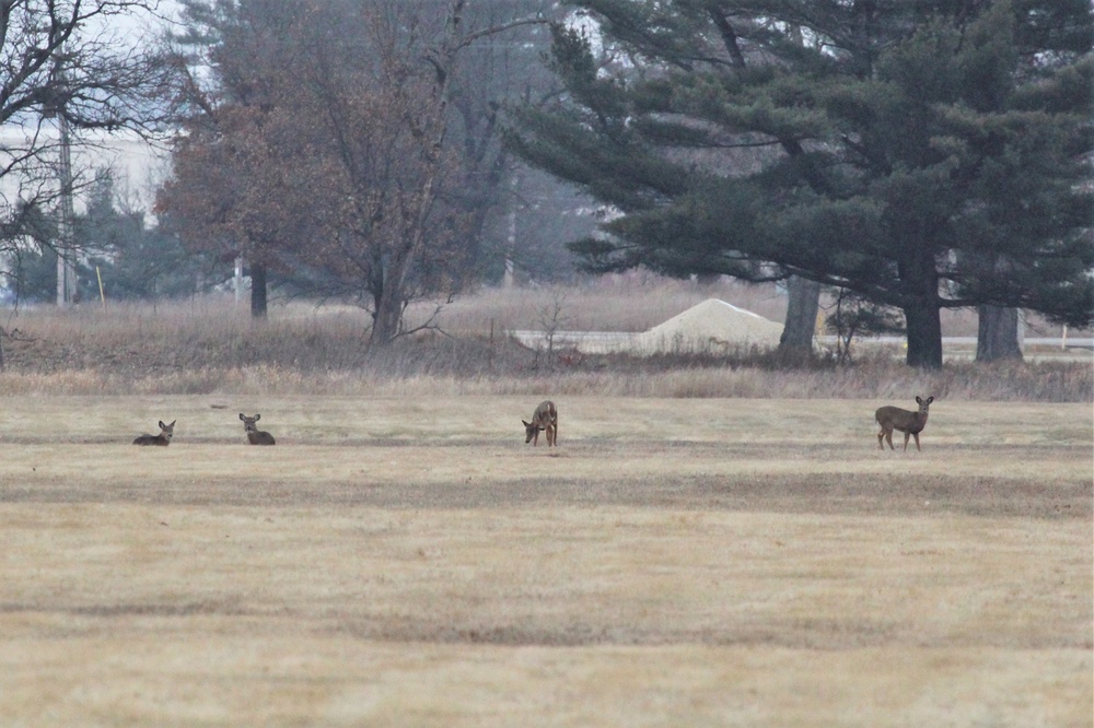 Deer at Fort McCoy