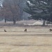 Deer at Fort McCoy