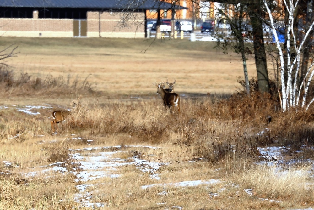 Deer at Fort McCoy