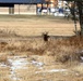 Deer at Fort McCoy