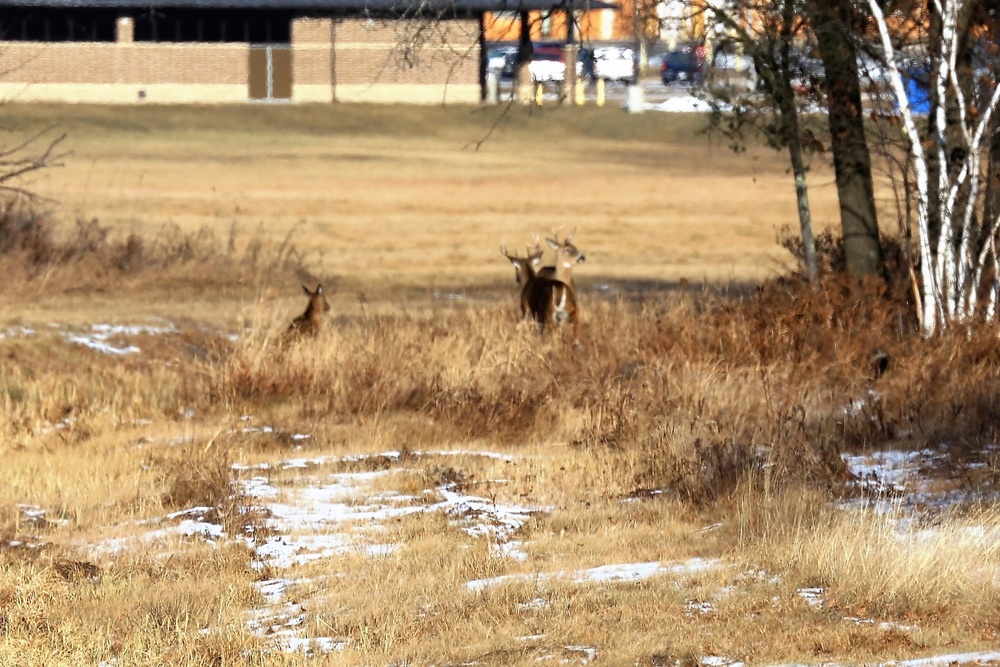 Deer at Fort McCoy