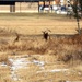 Deer at Fort McCoy