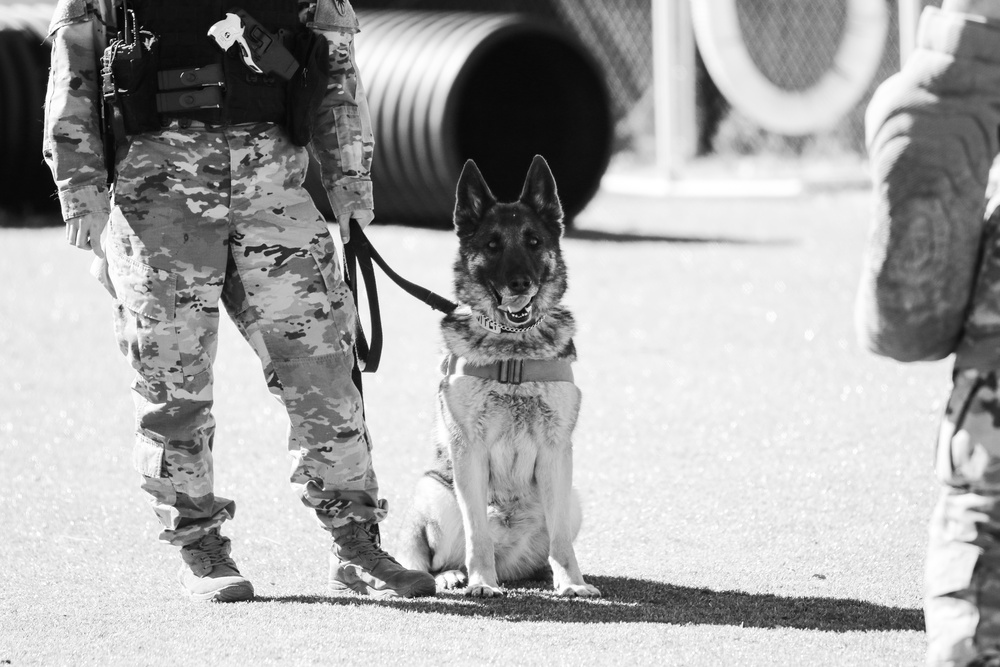 A U.S. Army Soldier and her K9 partner trains at Fort Huachuca