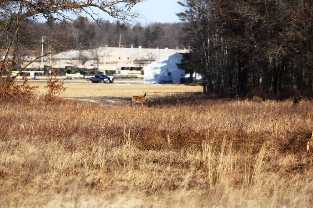 Deer at Fort McCoy