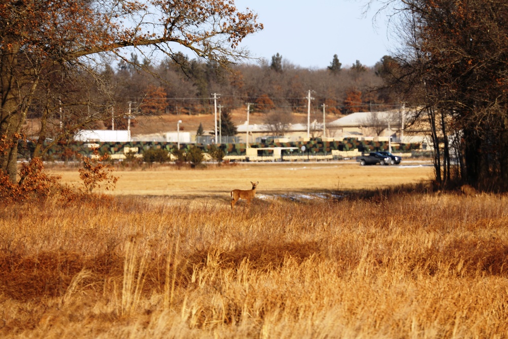 Deer at Fort McCoy