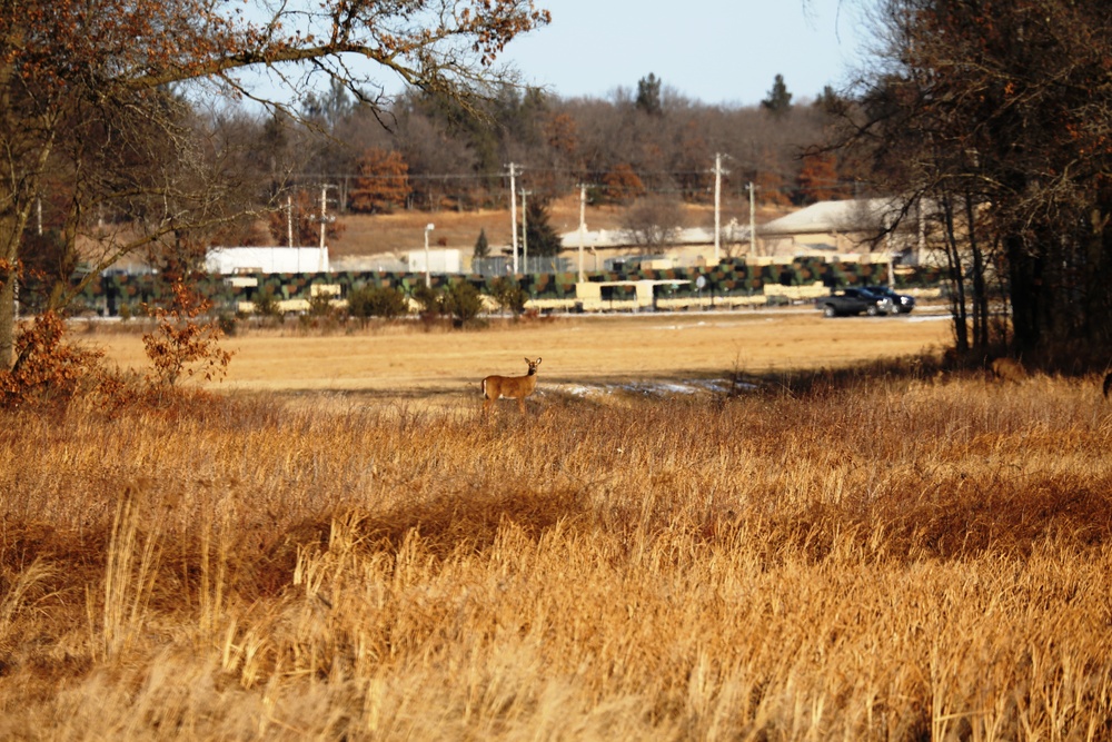 Deer at Fort McCoy