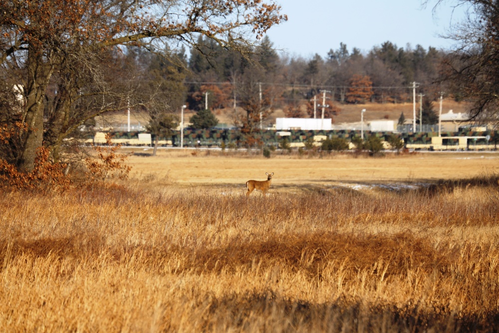 Deer at Fort McCoy