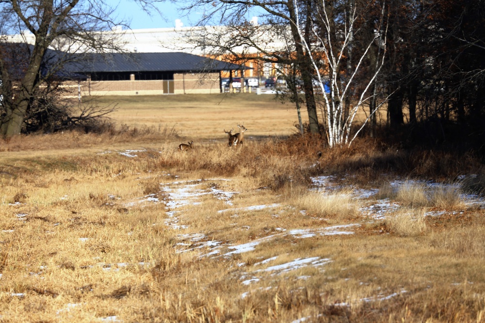 Deer at Fort McCoy