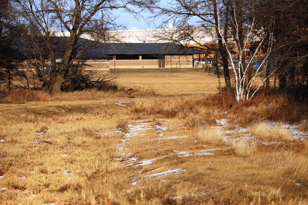 Deer at Fort McCoy