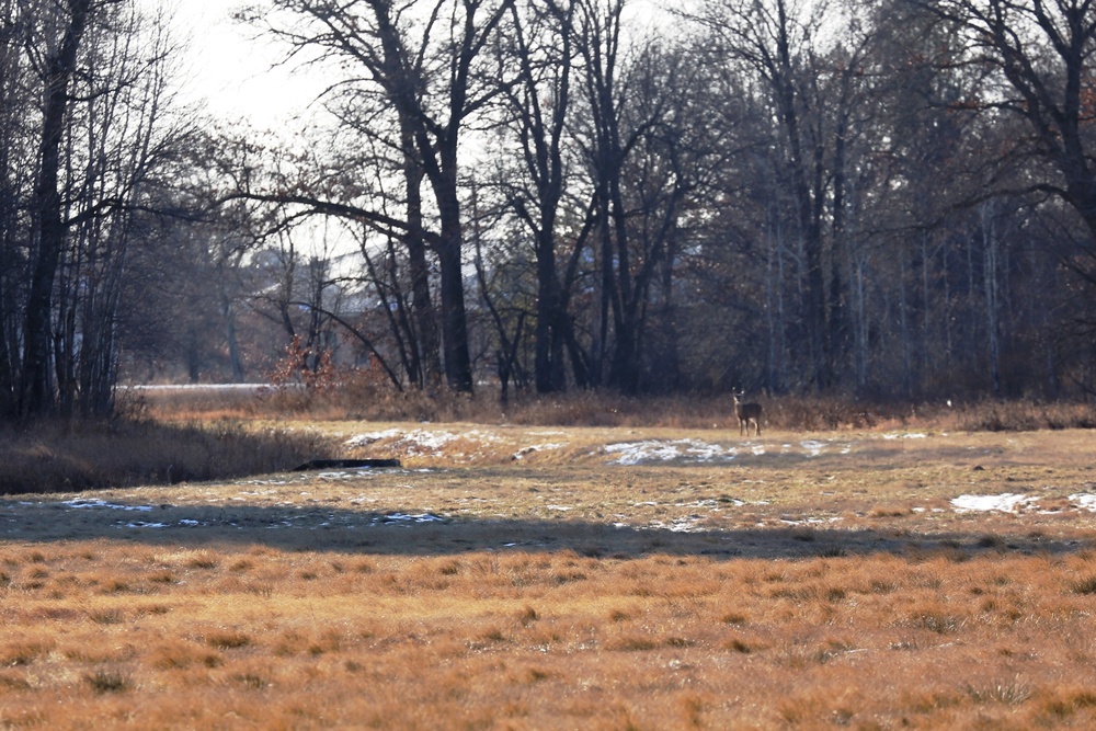 Deer at Fort McCoy