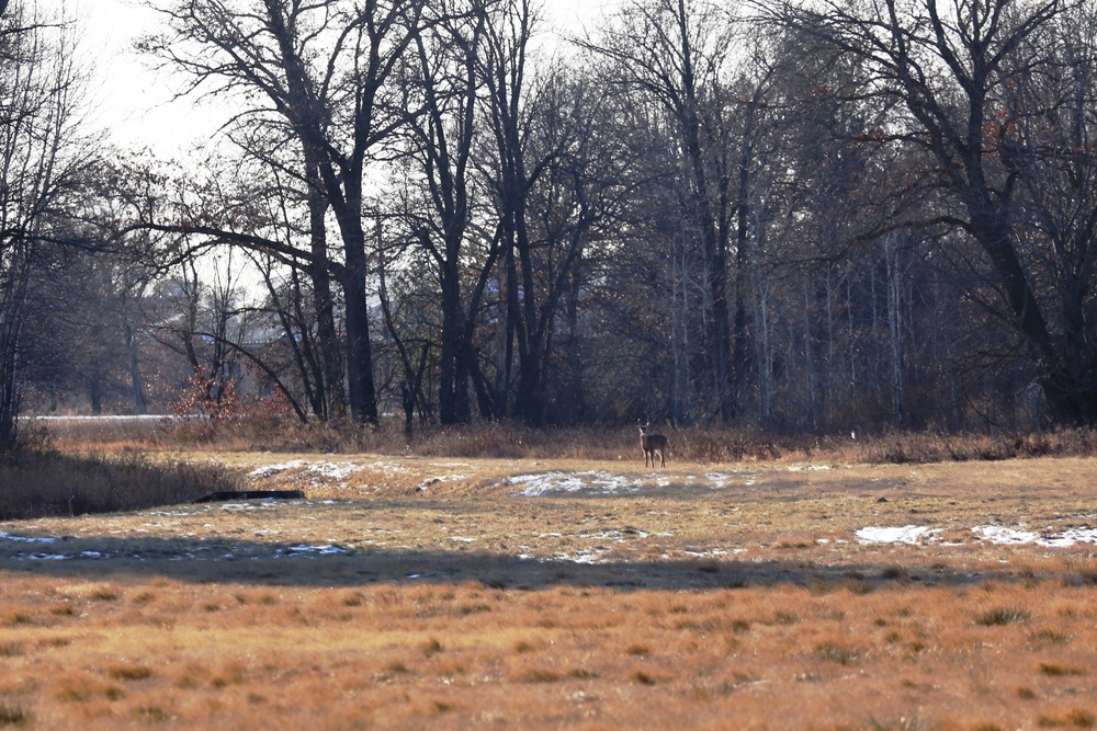 Deer at Fort McCoy