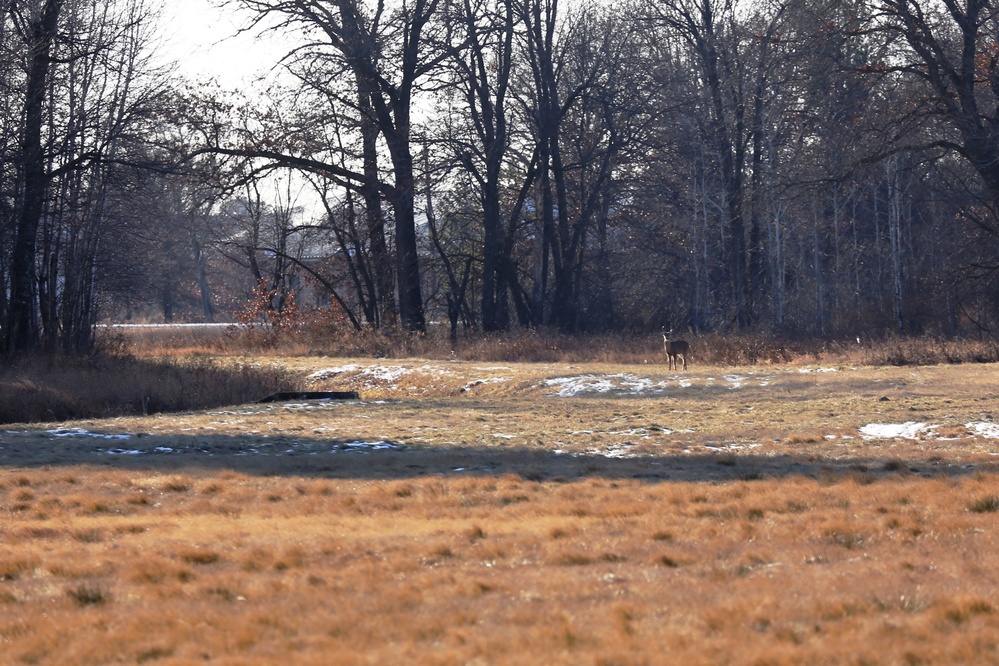 Deer at Fort McCoy