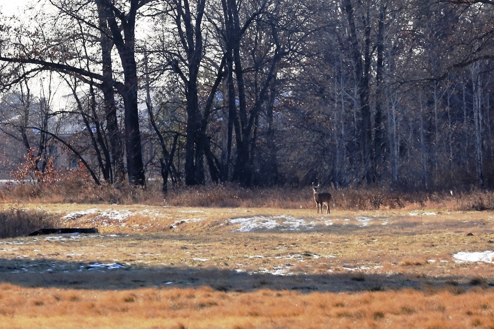 Deer at Fort McCoy