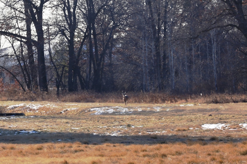 Deer at Fort McCoy